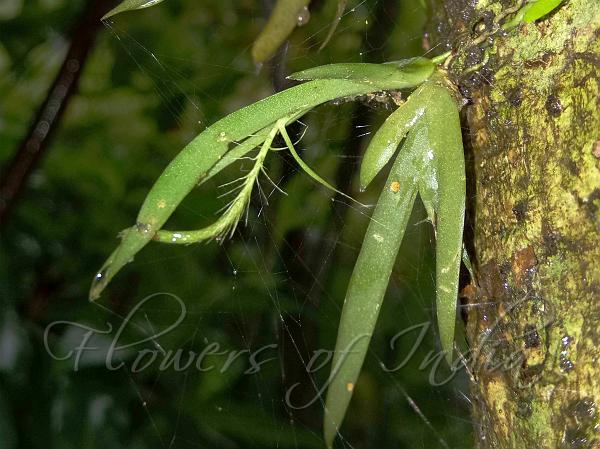 Slender Oberonia